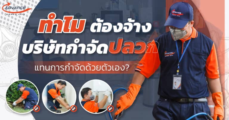 จ้างบริษัทกำจัดปลวก