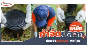 กำจัดปลวกระบบเหยื่อ