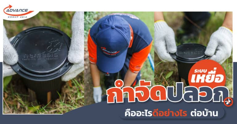 กำจัดปลวกระบบเหยื่อ