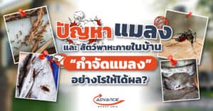 กำจัดแมลง