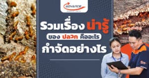 กำจัดปลวก