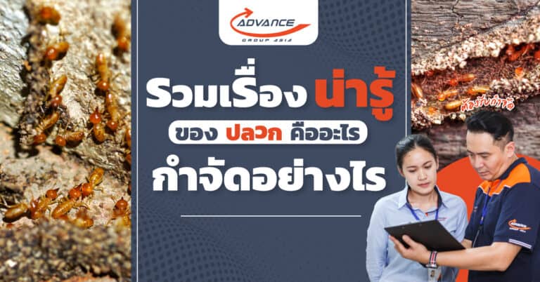 กำจัดปลวก