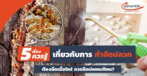 กำจัดปลวก
