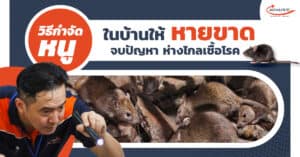 กำจัดหนู