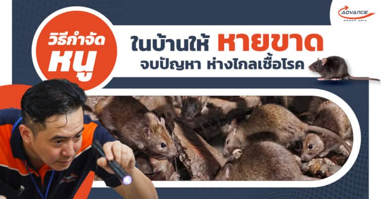 กำจัดหนู