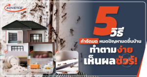 กำจัดมด