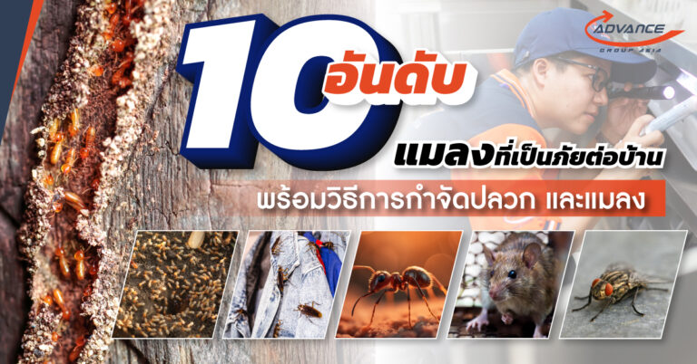 กำจัดปลวก กำจัดแมลง